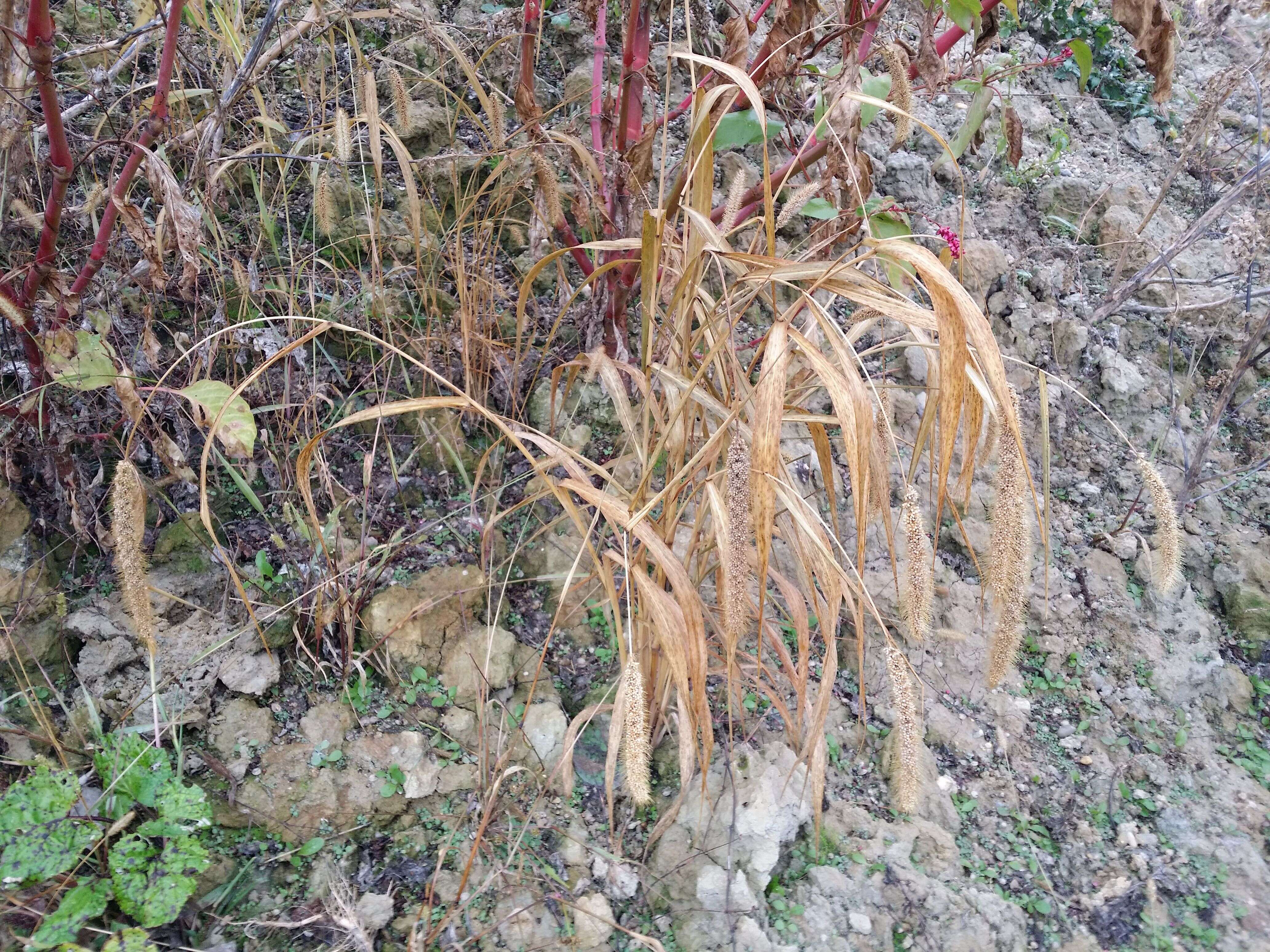 Image of Foxtail millet