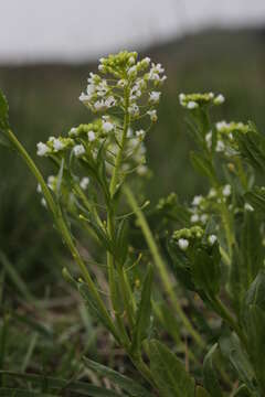 Image of field pennycress