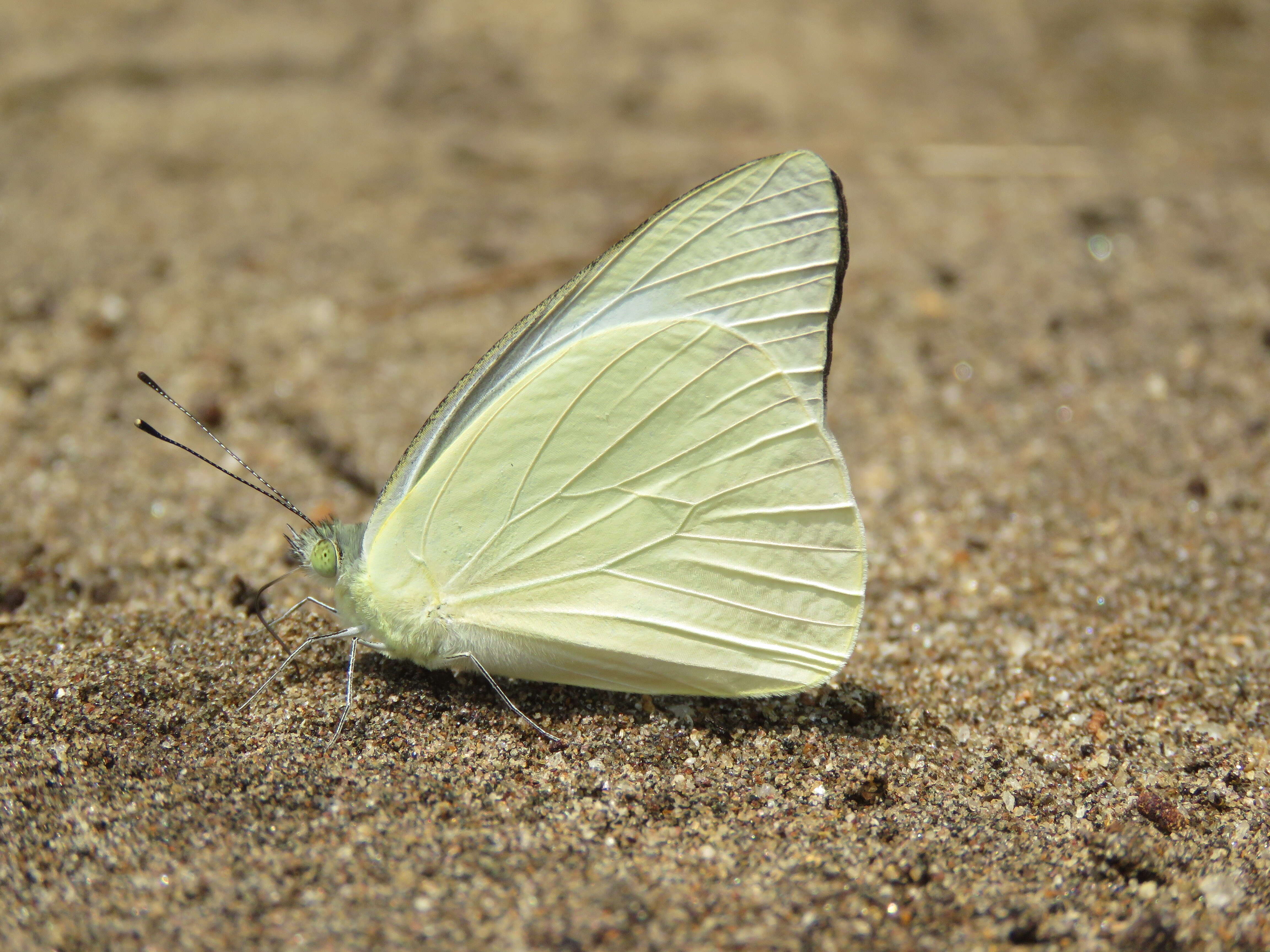 Image of Common albatross