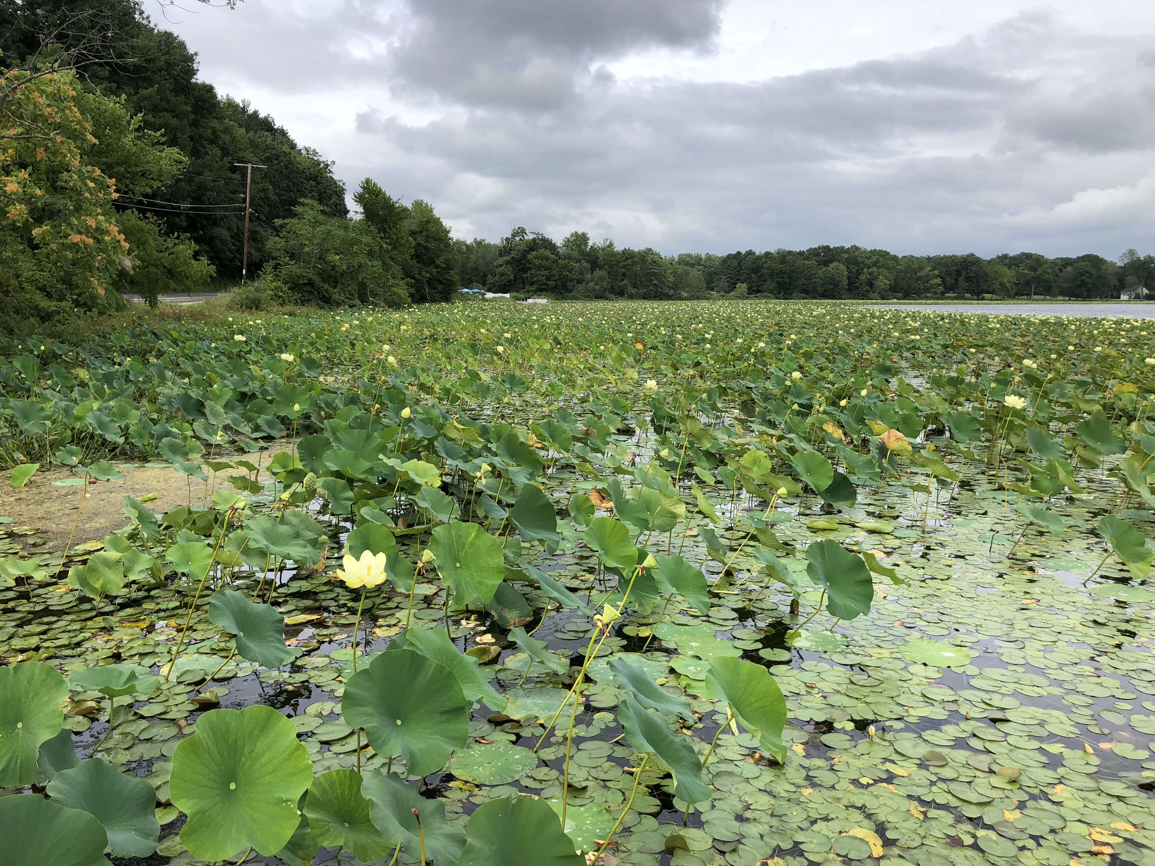 Image of American lotus