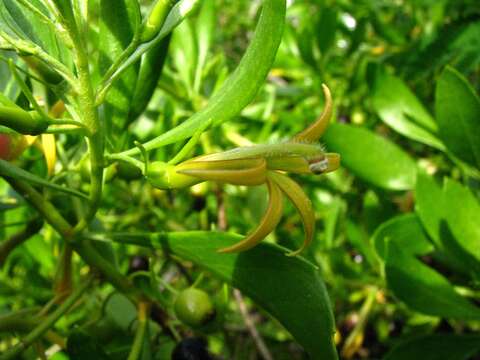 Image of ridgetop naupaka