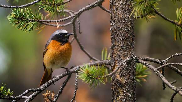 Image of Common Redstart