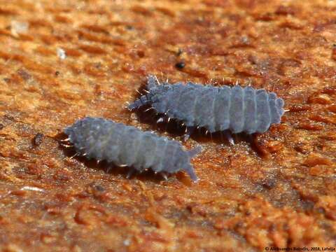 Image of Springtail