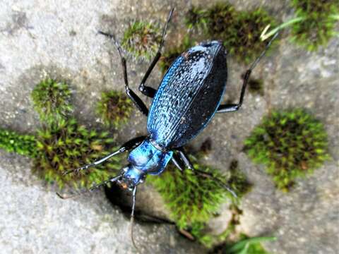 Image of Blue Ground Beetle