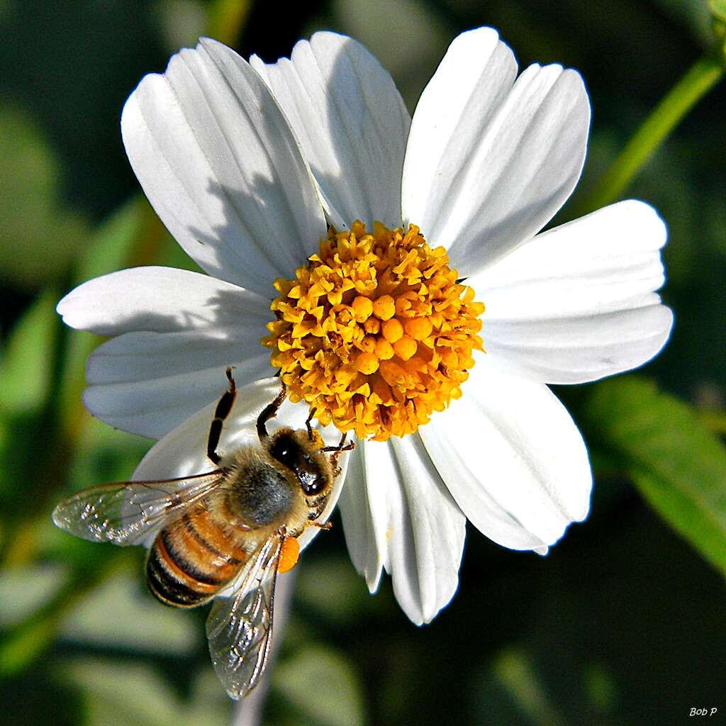 Plancia ëd Bidens alba (L.) DC.