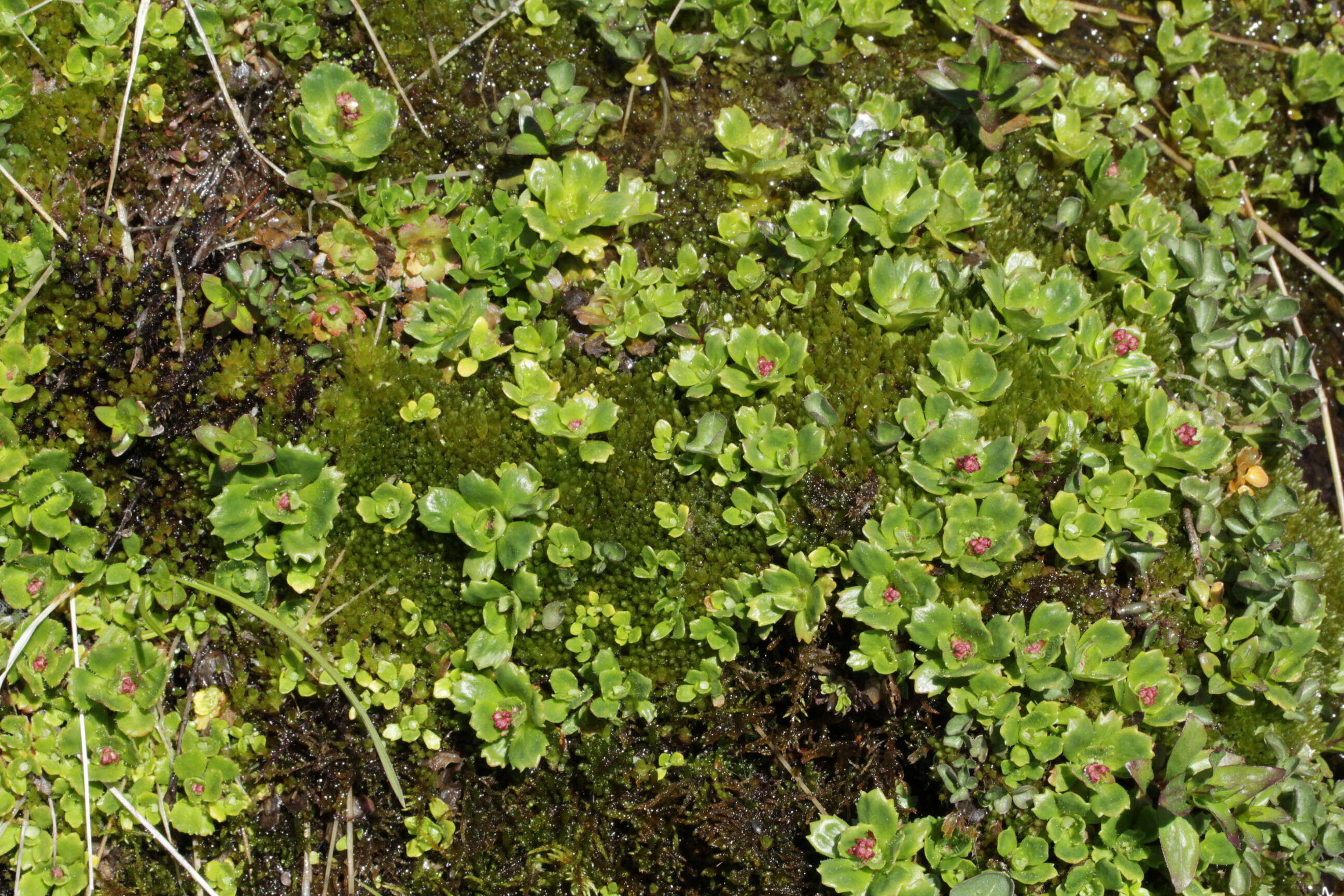 Image of Schleicher's bryum moss