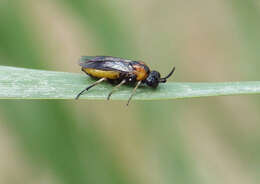 Image of argid sawflies