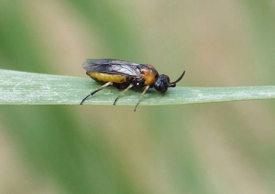 Image of argid sawflies