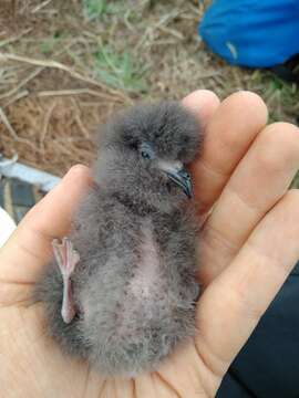 Image of Monteiro's Storm Petrel