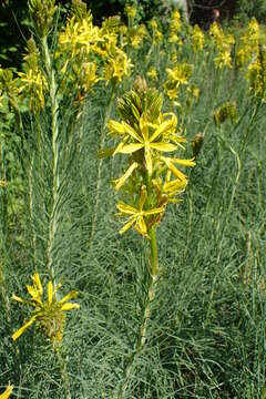 Image of Asphodeline lutea (L.) Rchb.