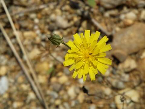 Image of narrowleaf hawksbeard