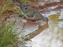 Image of Eared Dove