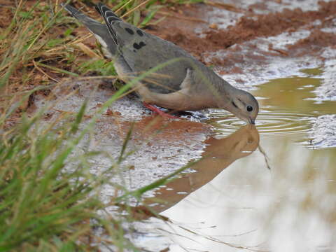 Image of Eared Dove