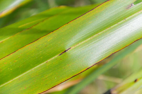 Image of New Zealand flax