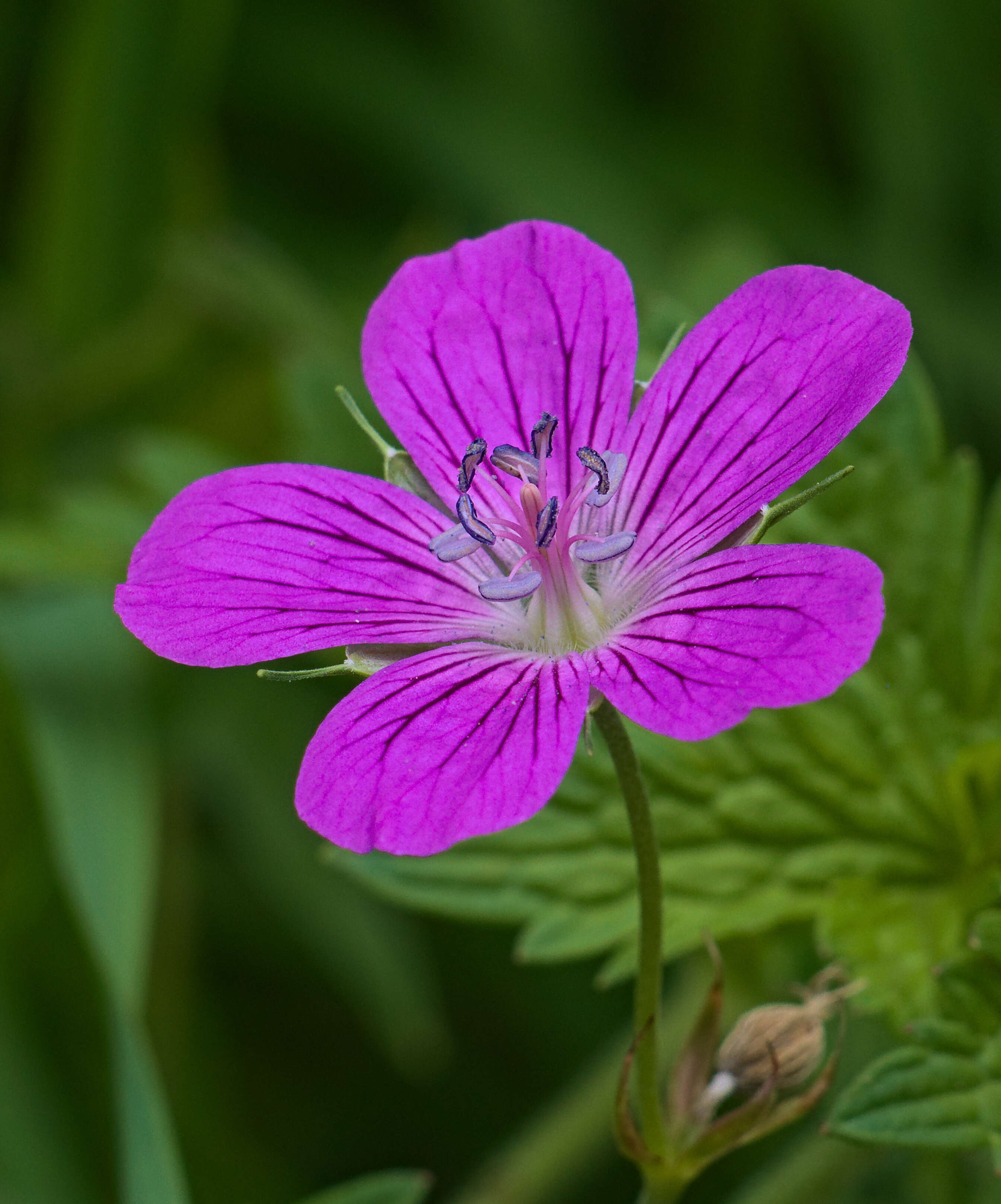 Imagem de Geranium palustre L.