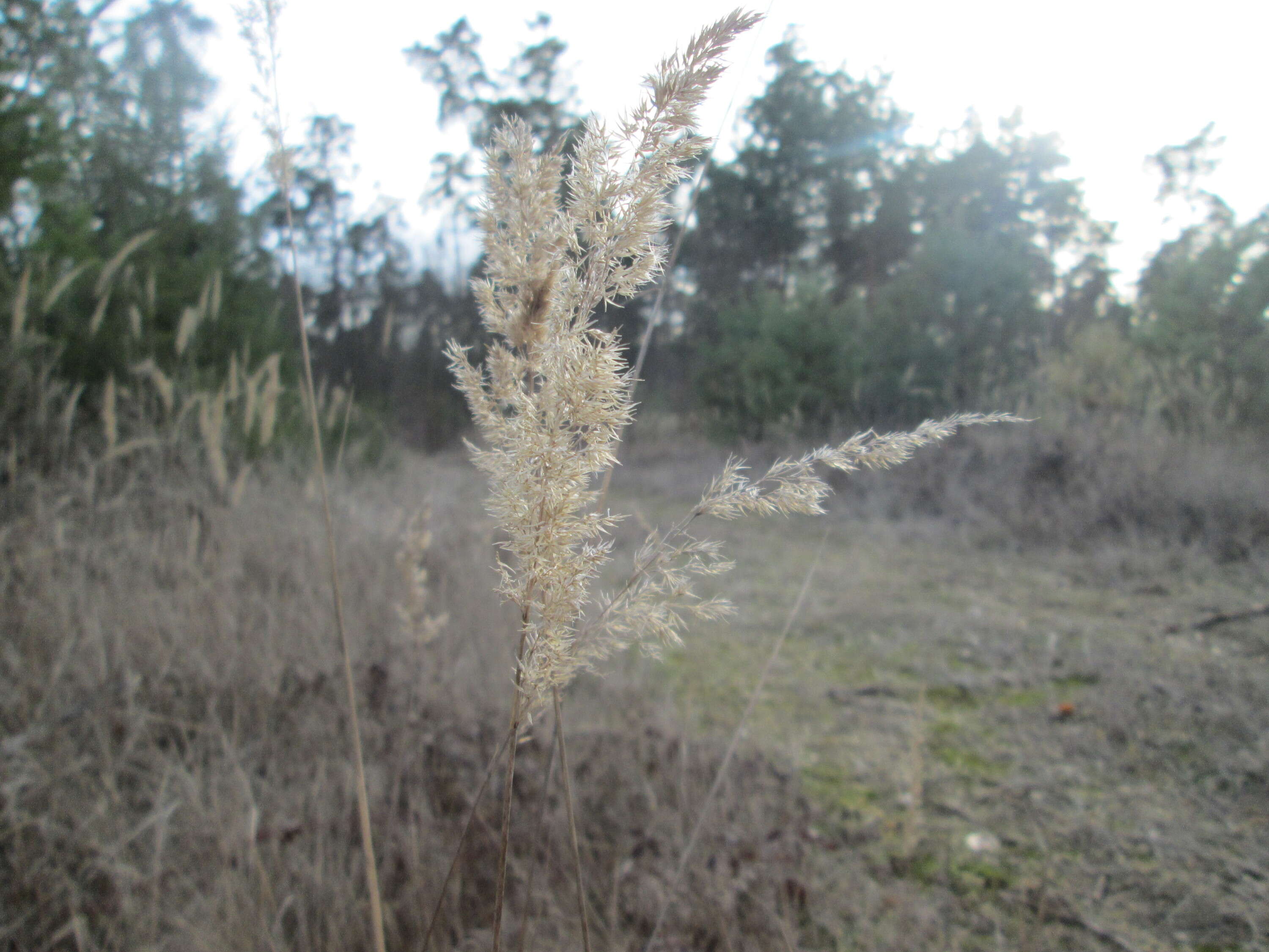 Imagem de Calamagrostis epigejos (L.) Roth