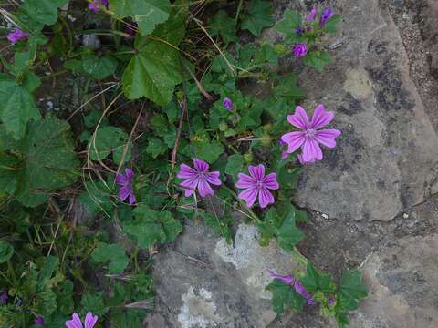 Image of high mallow