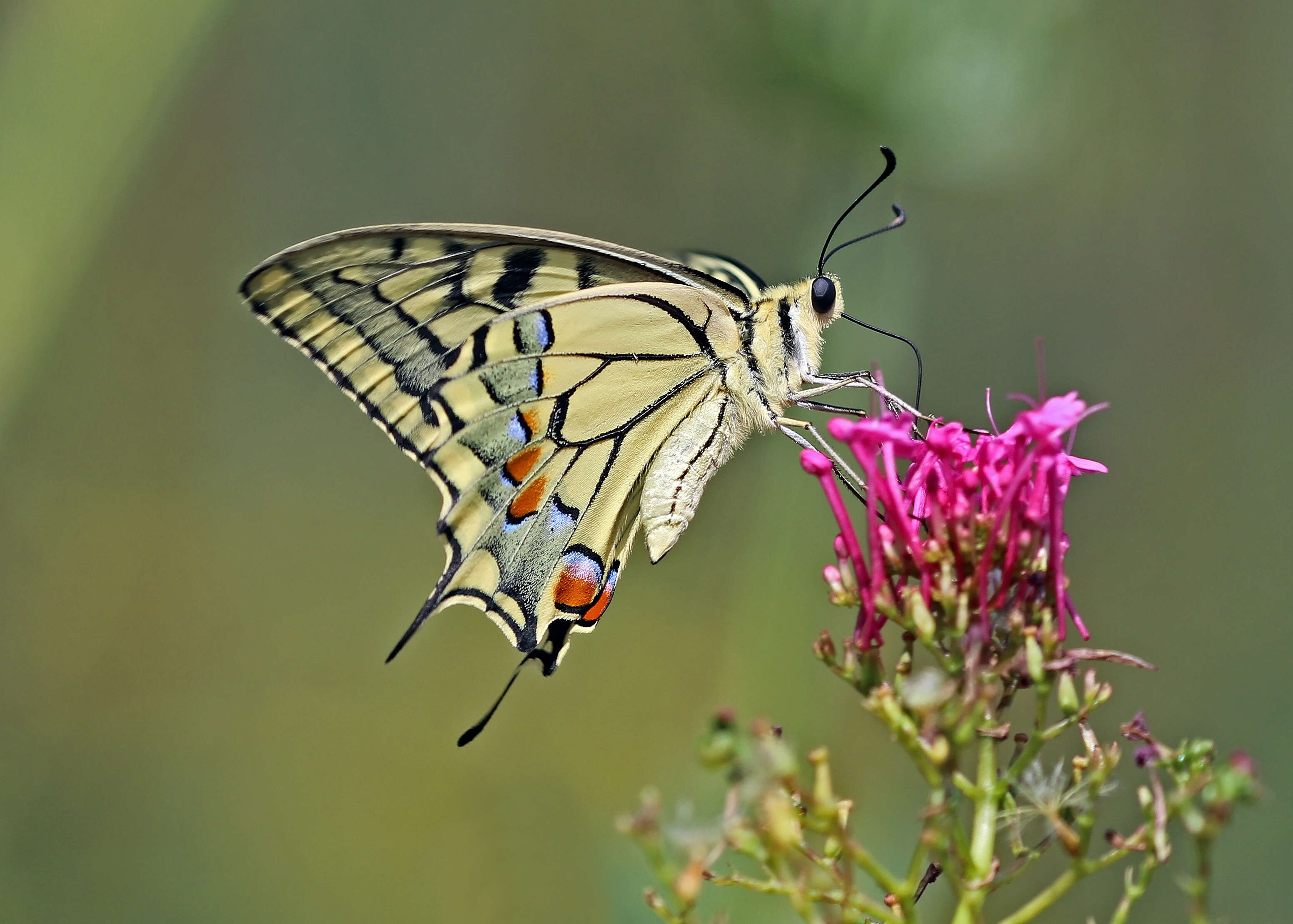 Image of Old World Swallowtail