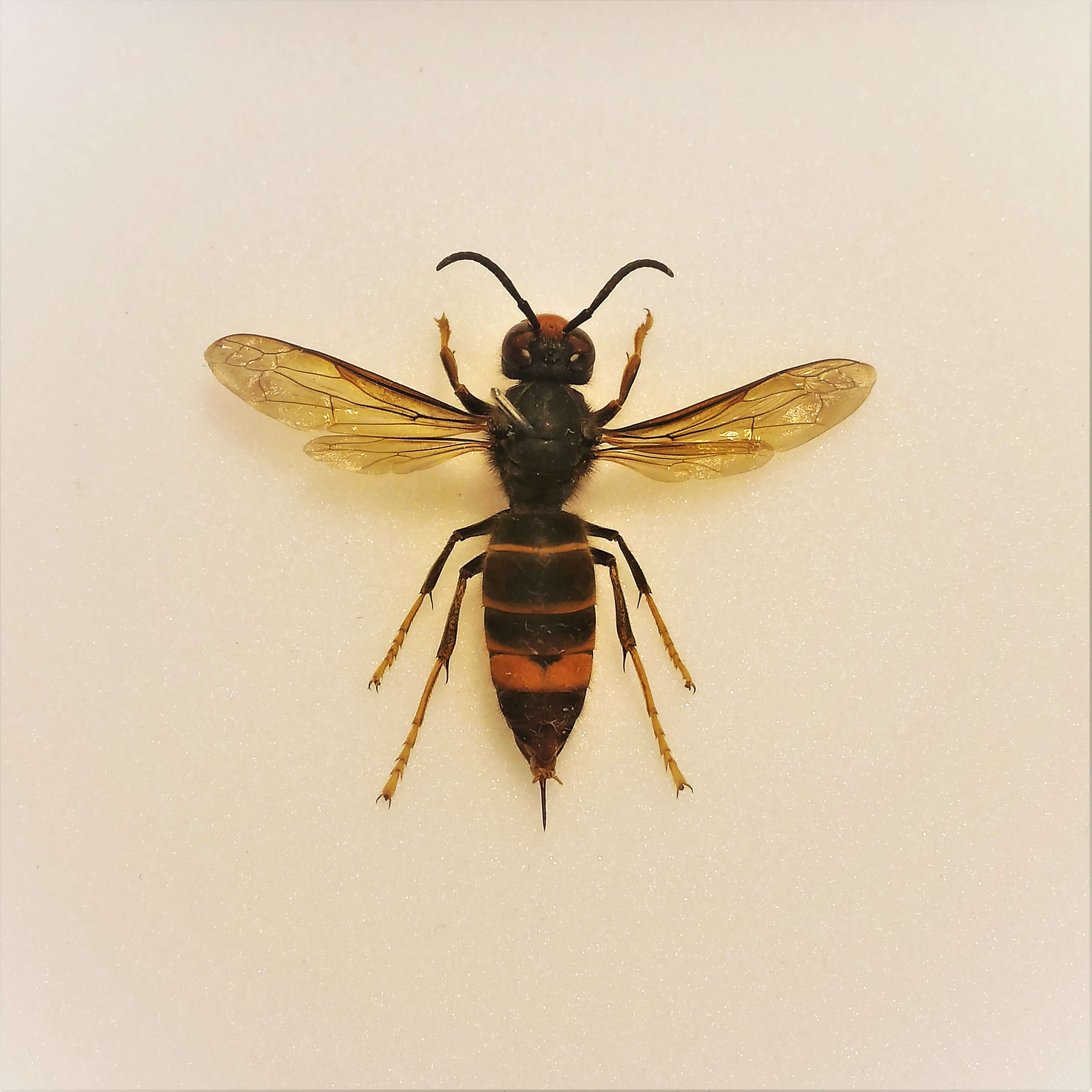 Image of Asian hornet