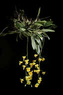 Imagem de Dendrobium lindleyi Steud.