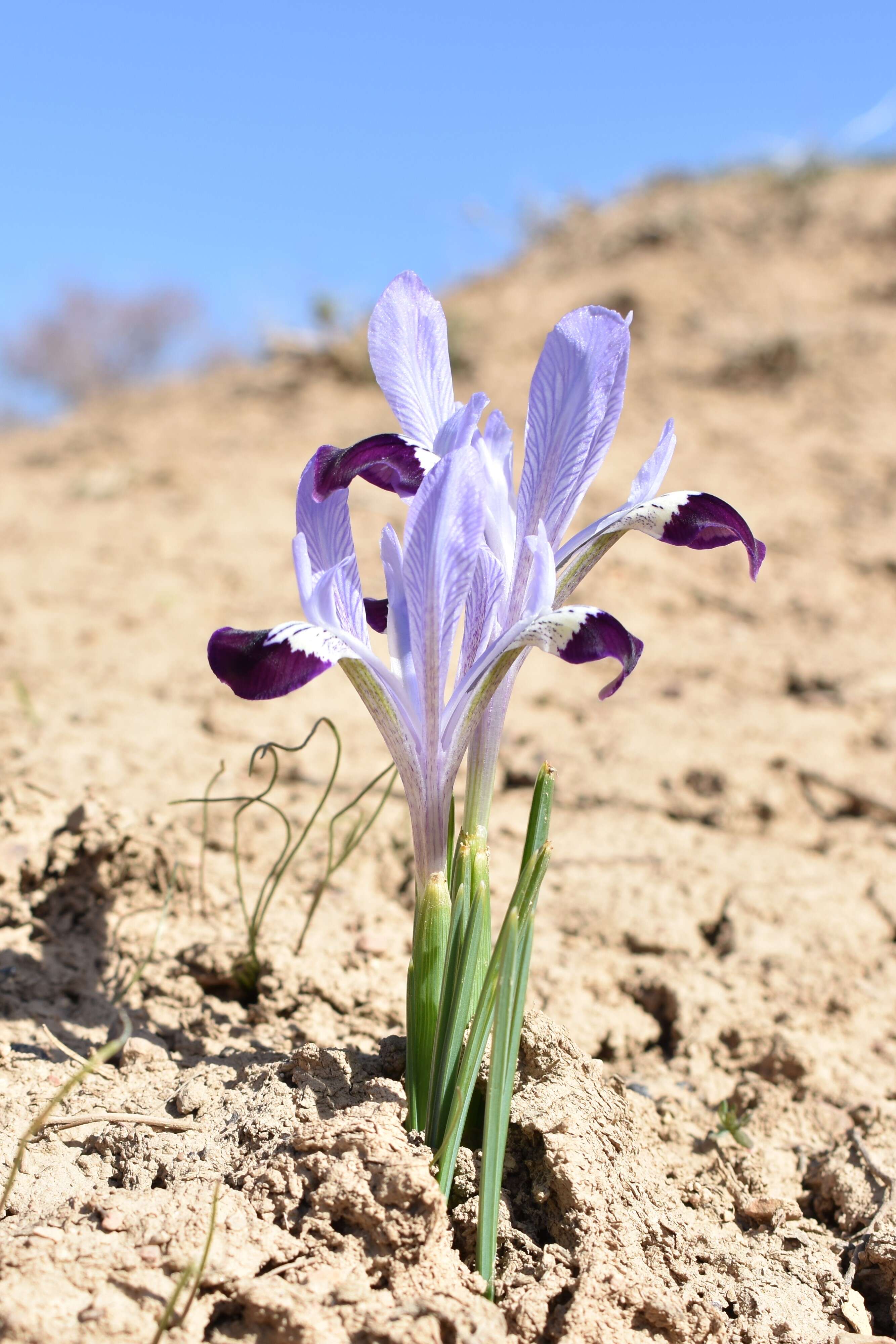 Plancia ëd Iris kolpakowskiana Regel