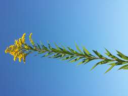 Imagem de Solidago gigantea Ait.