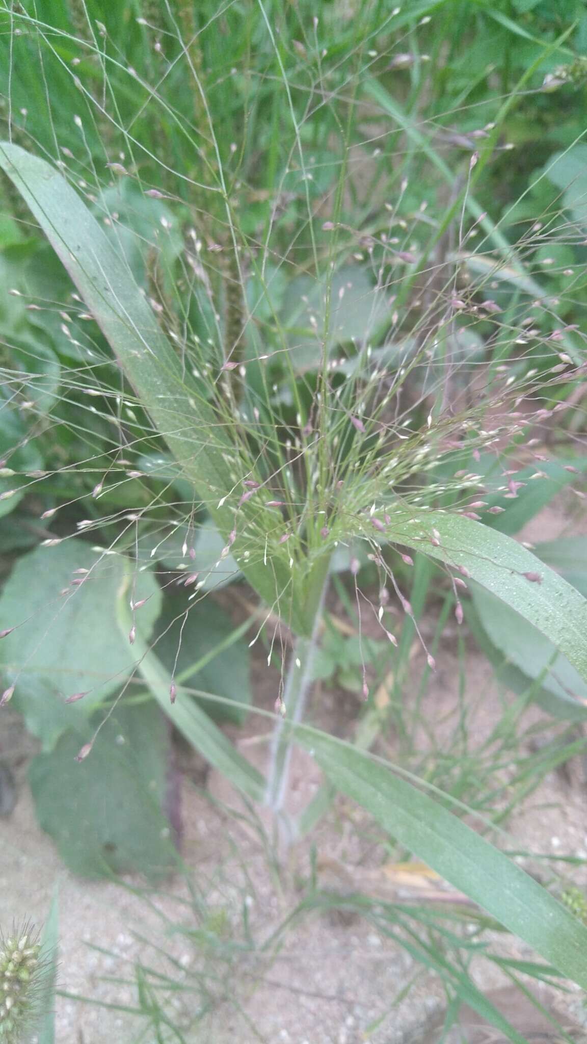 Imagem de Panicum capillare L.