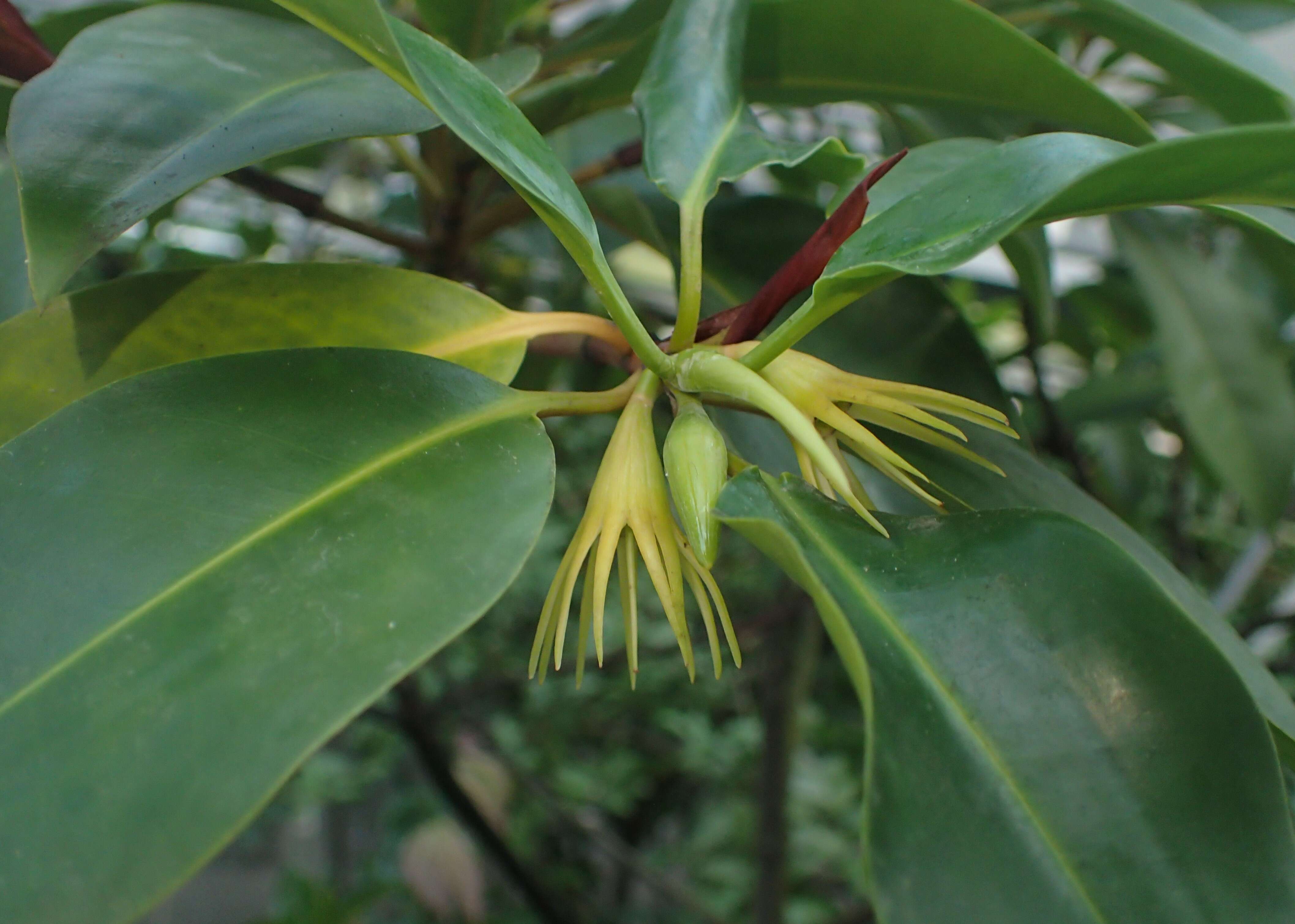 Image of Oriental mangrove