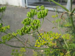 Image of wild parsnip