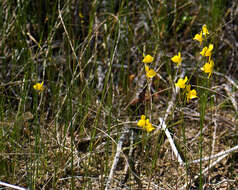 Image of horned bladderwort