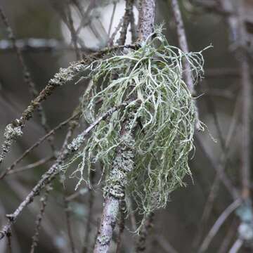 Image of farinose cartilage lichen