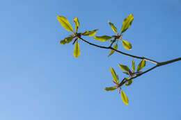 Image of Japanese Big Leaf Magnolia