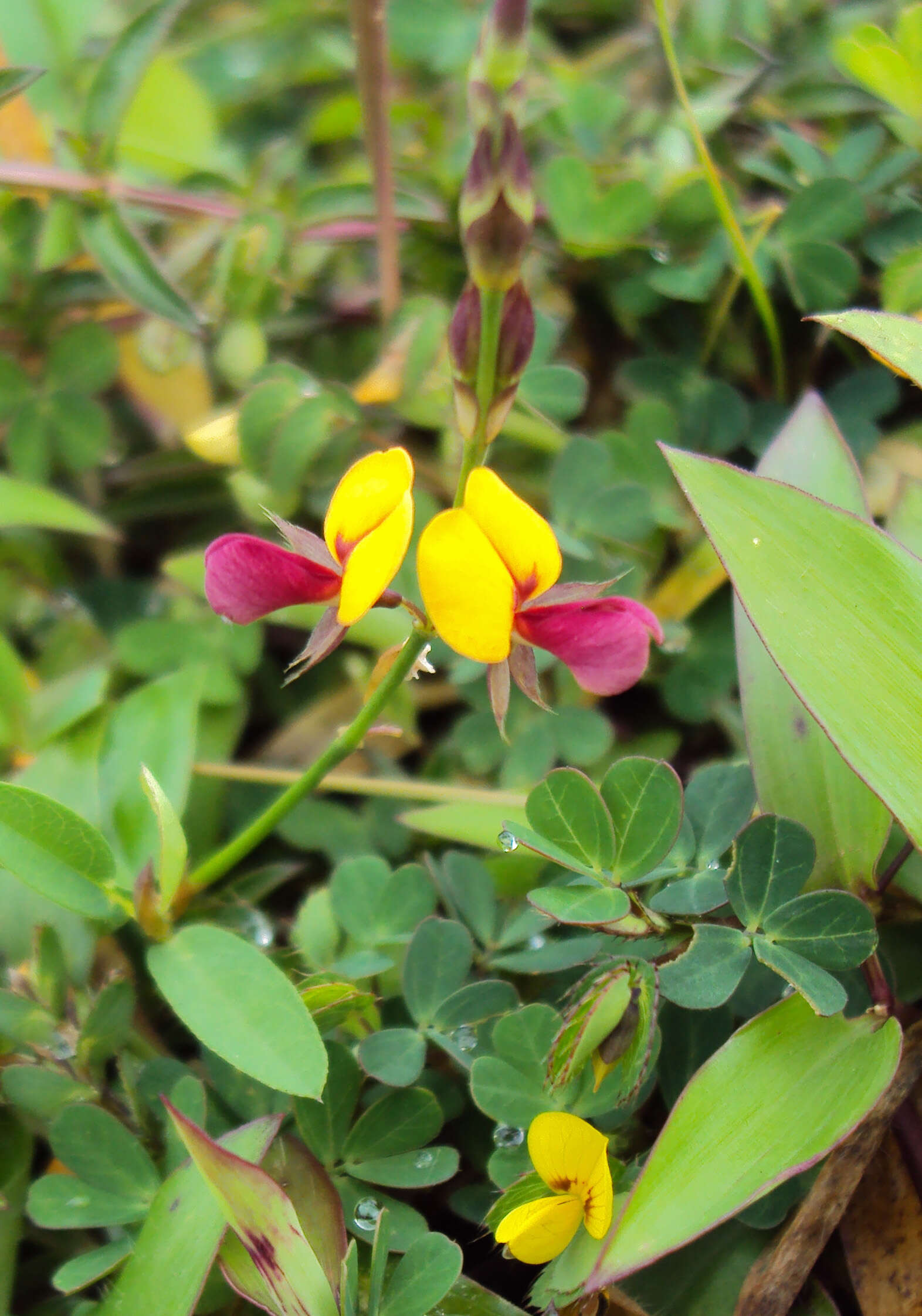 Plancia ëd Alysicarpus bupleurifolius (L.) DC.