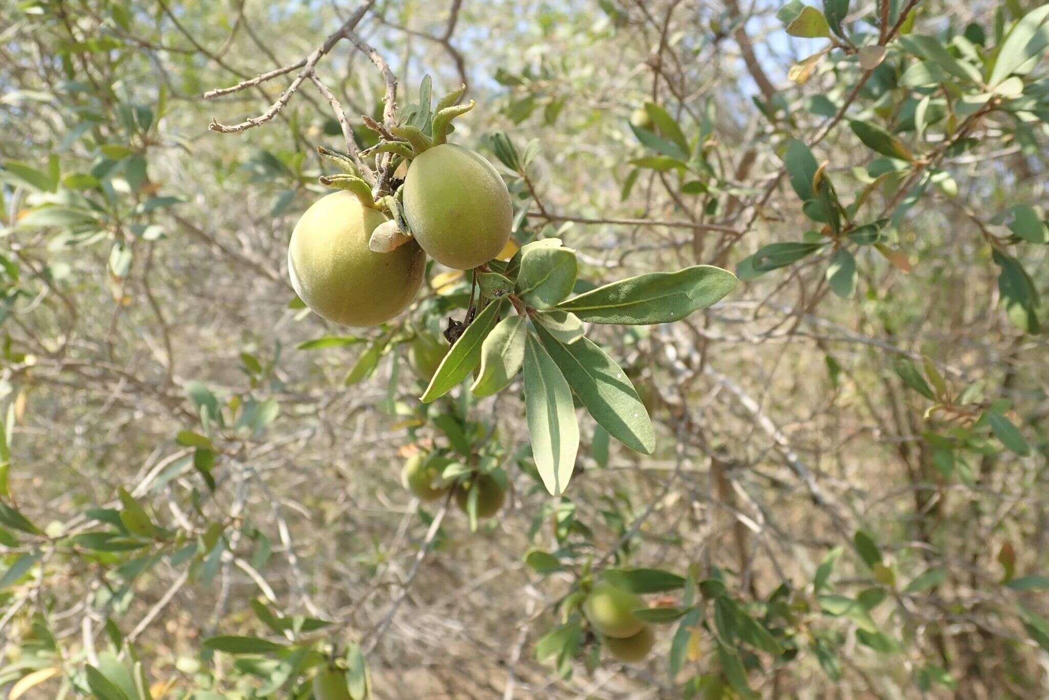 Sivun Diospyros lycioides Desf. kuva