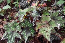 Image of Begonia rex Putz.