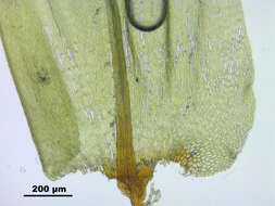 Image of tree climacium moss