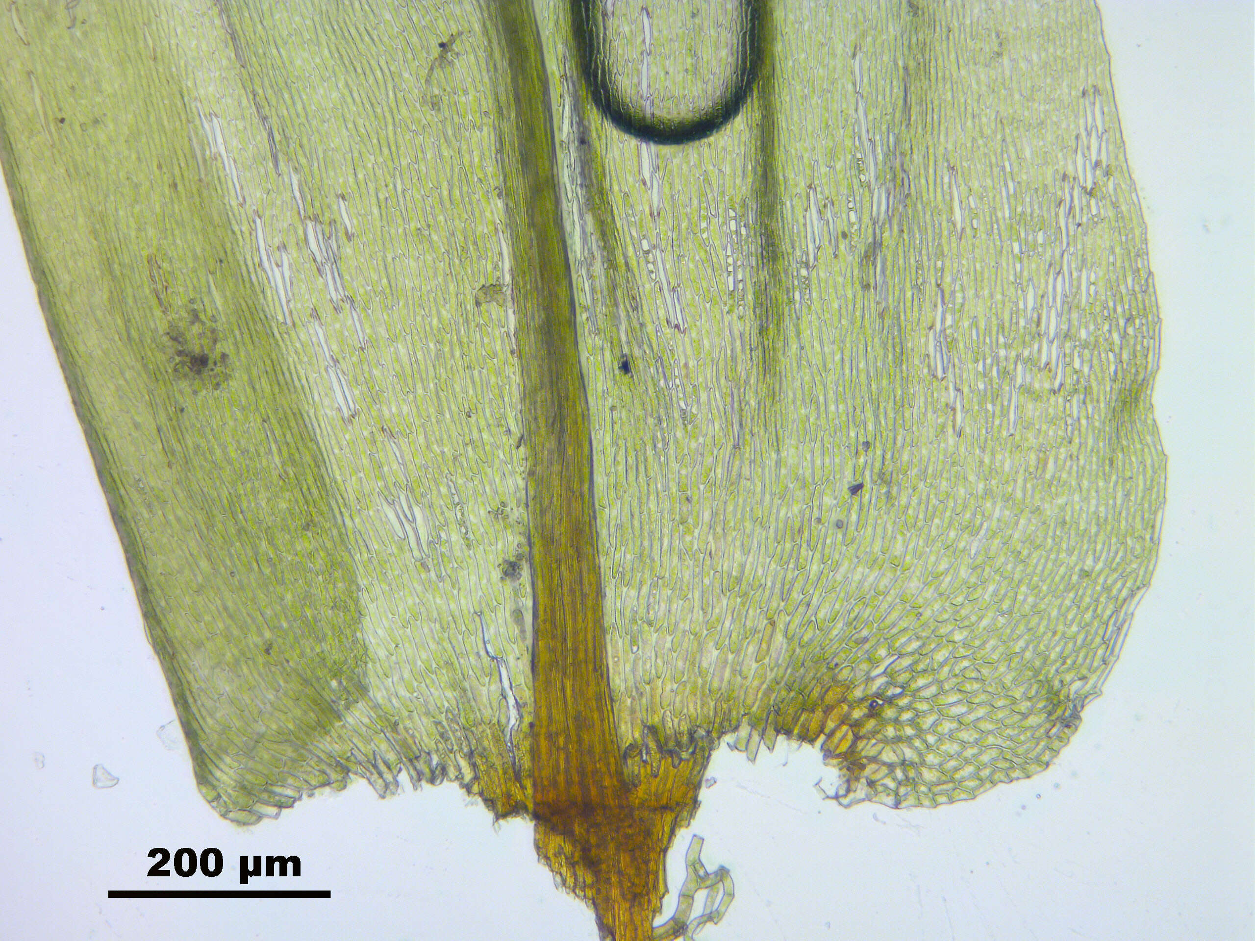 Image de Climacium dendroides Weber & D. Mohr 1804