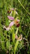 Image of Bee orchid