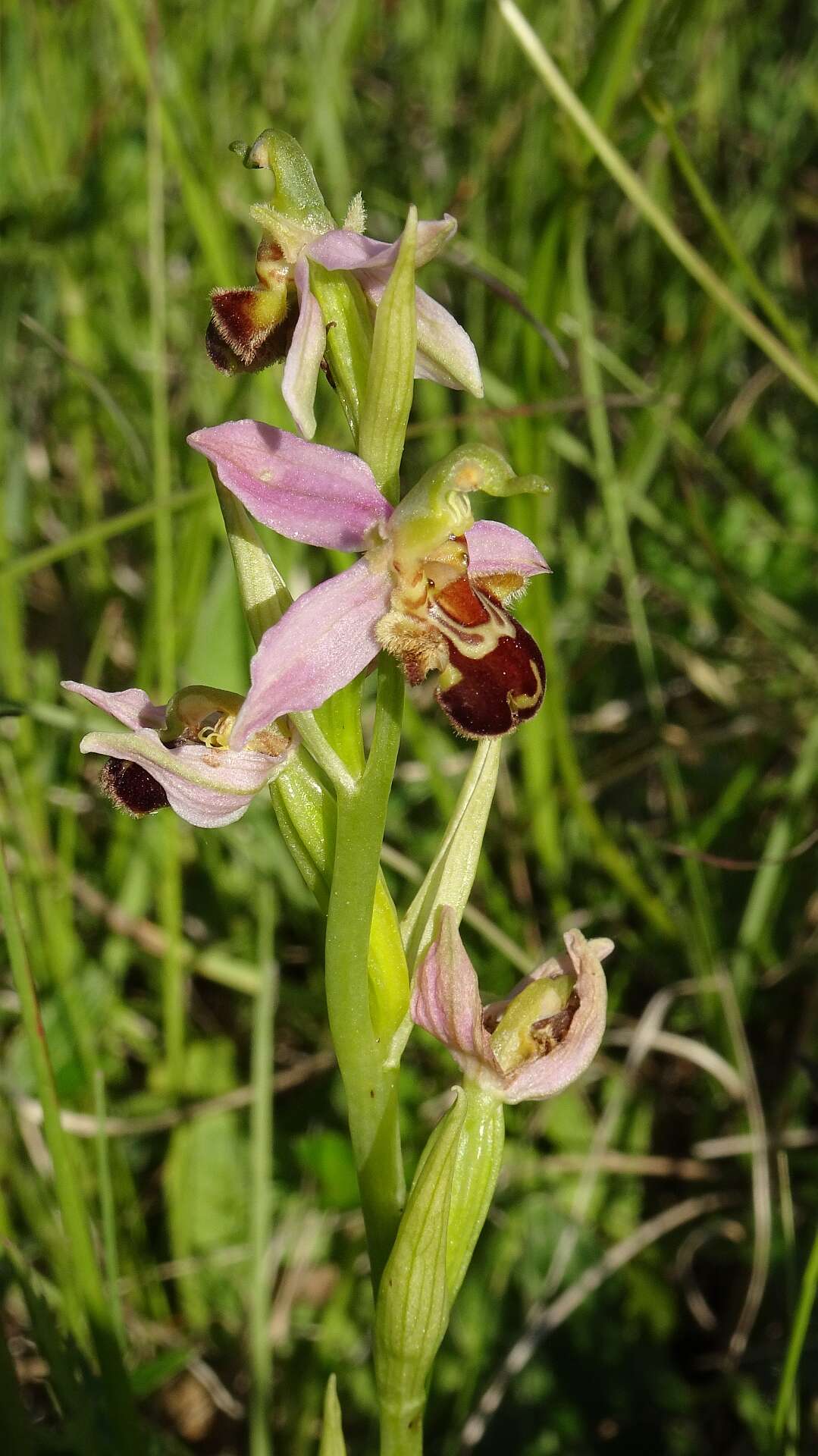 Image of Bee orchid