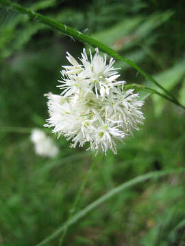 Image of lesser wood-rush