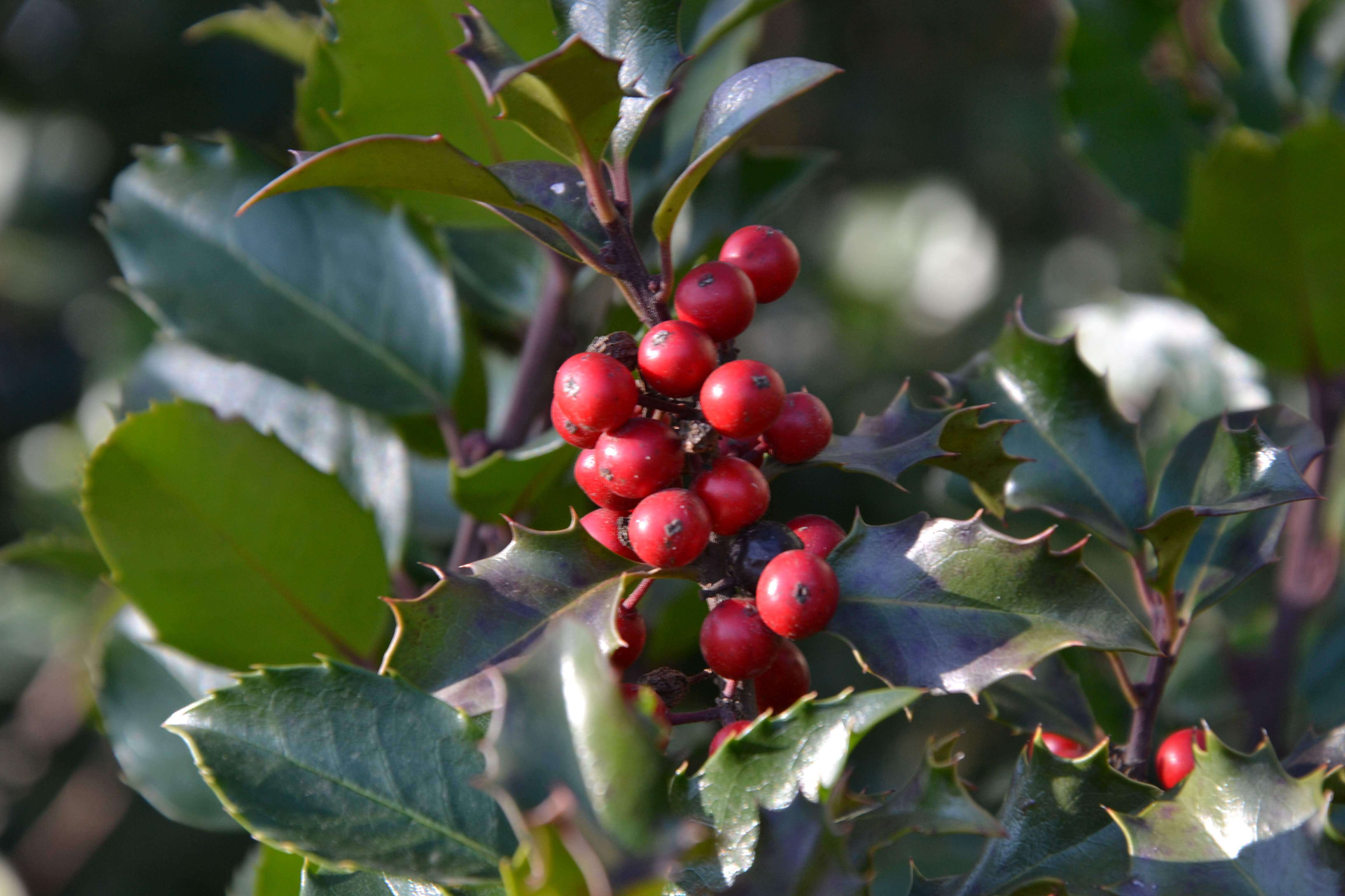 Image of English holly