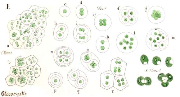 Gloeocystis Nägeli 1849 resmi