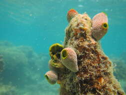 Image of Robust sea squirt