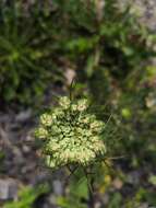 Image of Queen Anne's lace