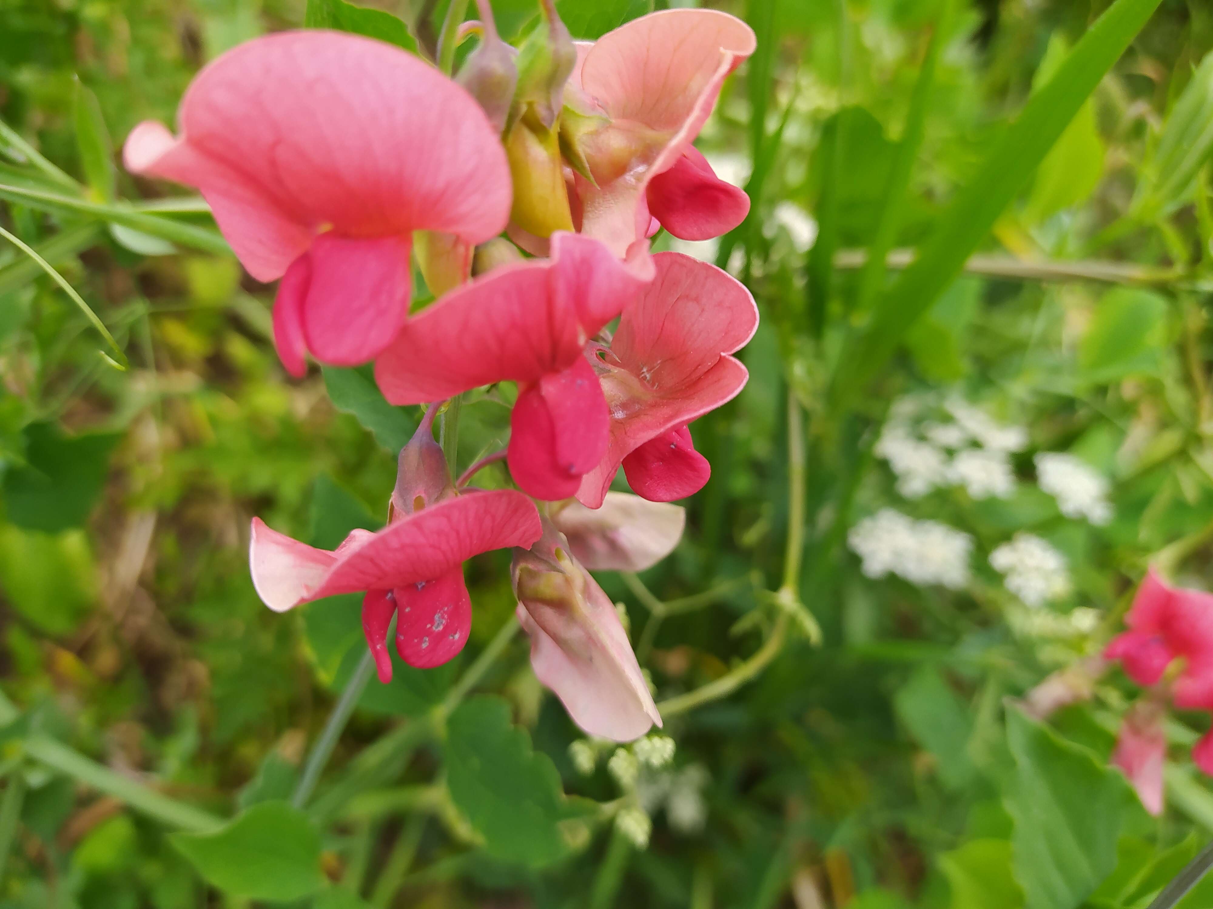 Image of tuberous pea