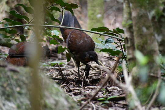 Image of lyrebirds