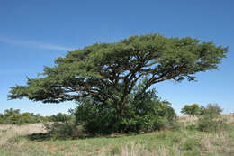 Plancia ëd Vachellia erioloba (E. Mey.) P. J. H. Hurter