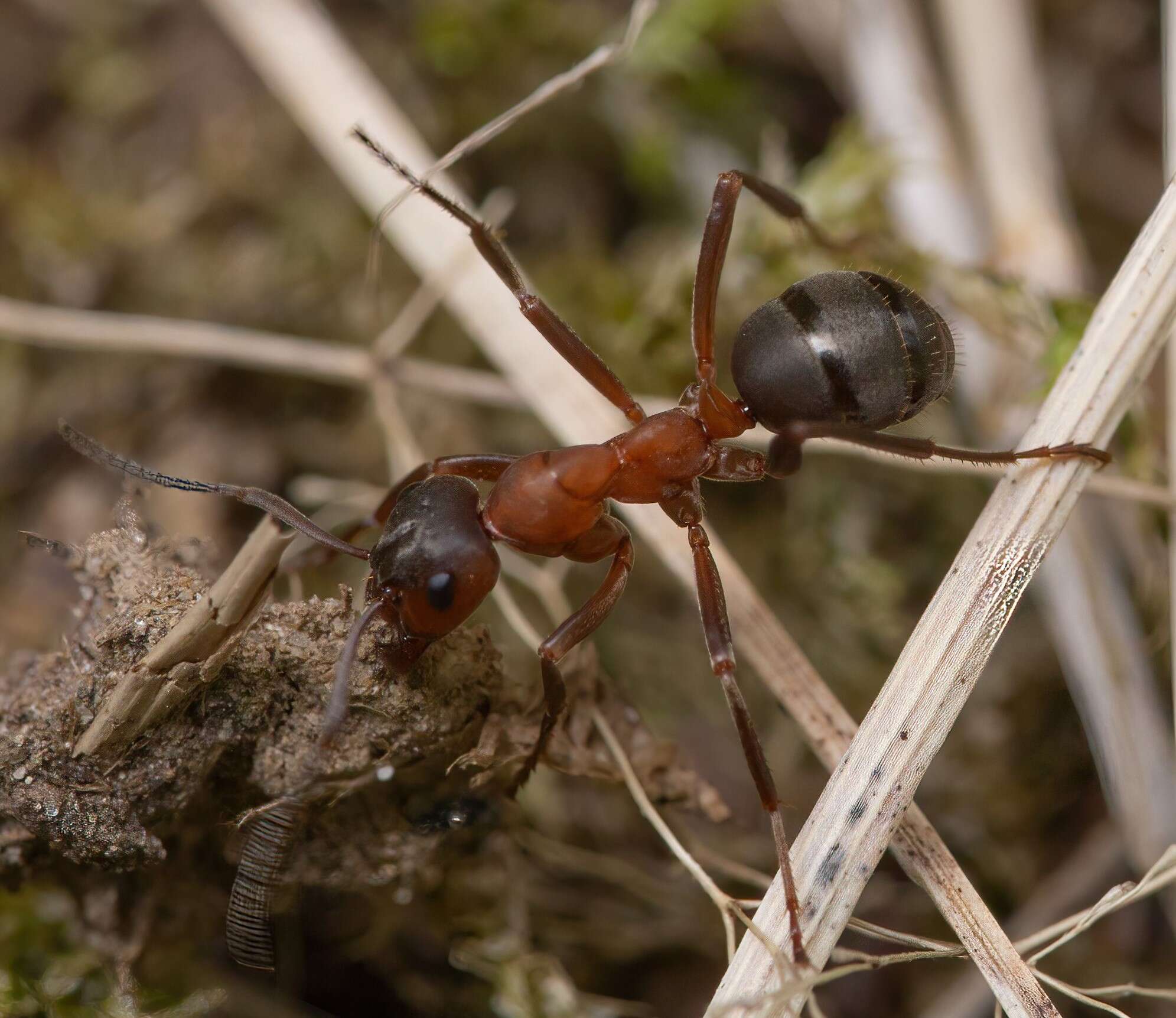 Слика од Formica sanguinea Latreille 1798