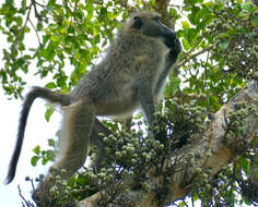 Image of Chacma Baboon