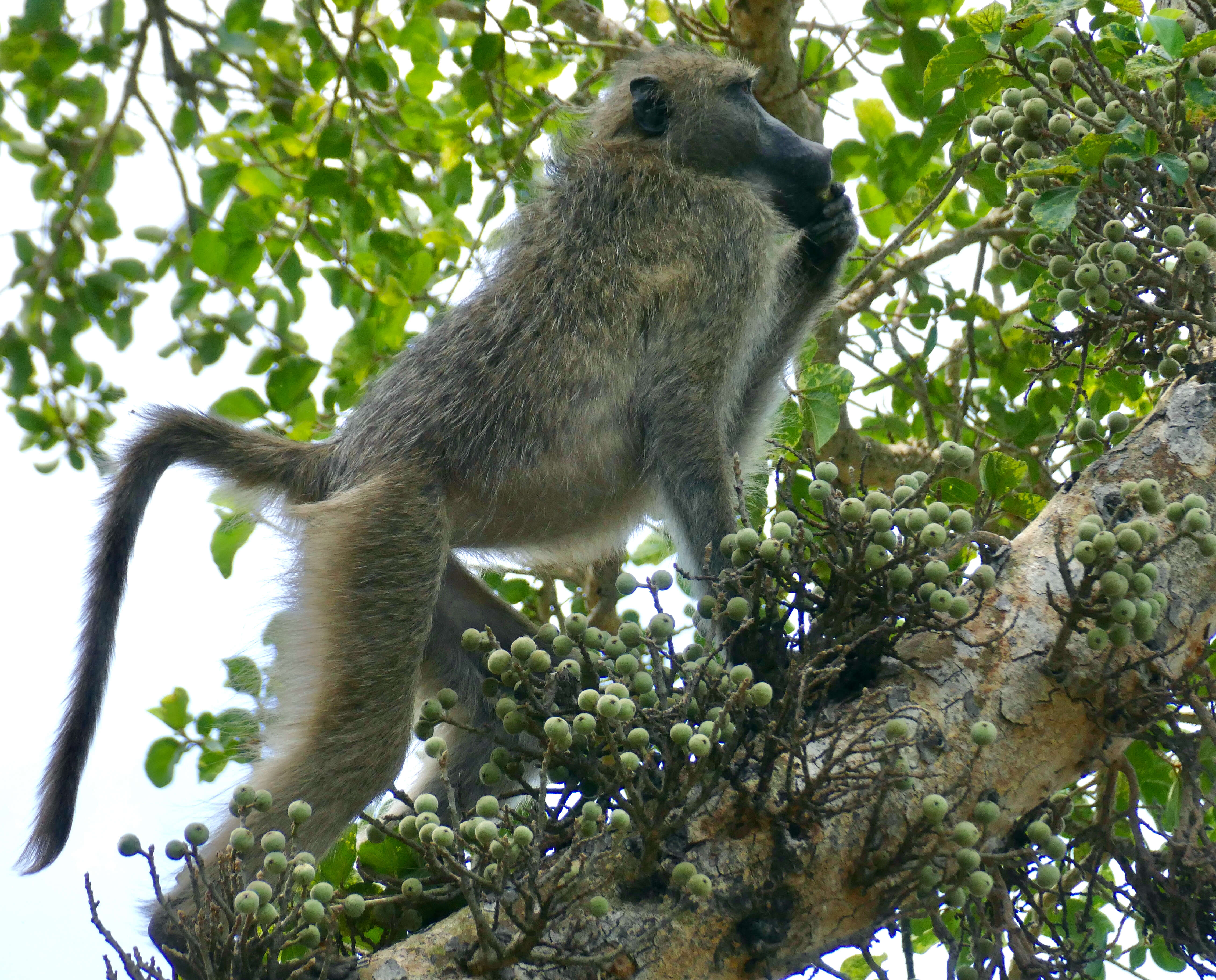 Image of Chacma Baboon